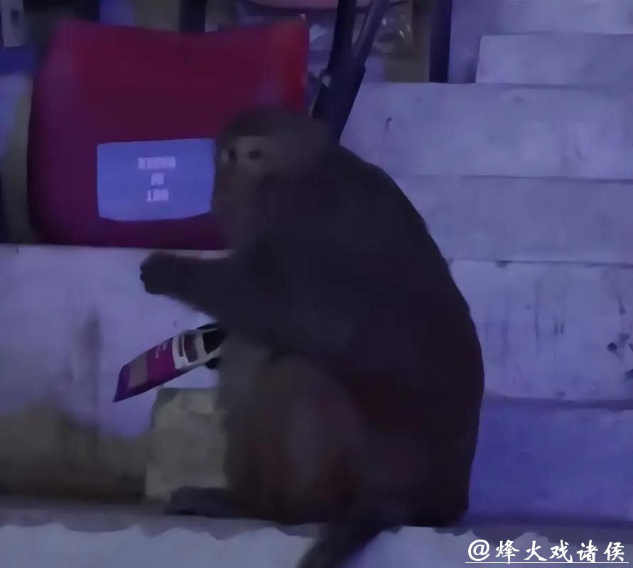 世界羽联回应印度公开赛猴子入场、落鸟粪等问题